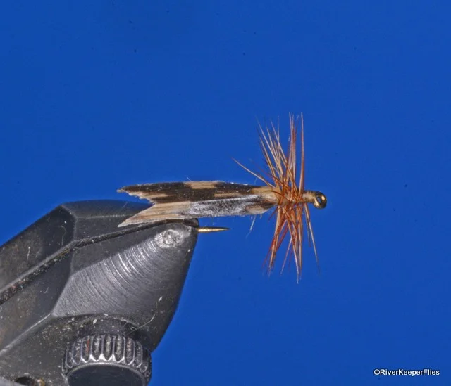 Kings River Caddis Top View | www.johnkreft.com