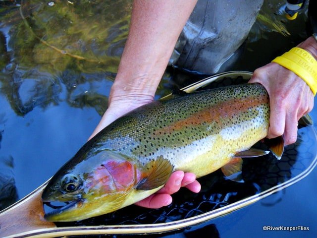 Metolius redside on drake | www.johnkreft.com