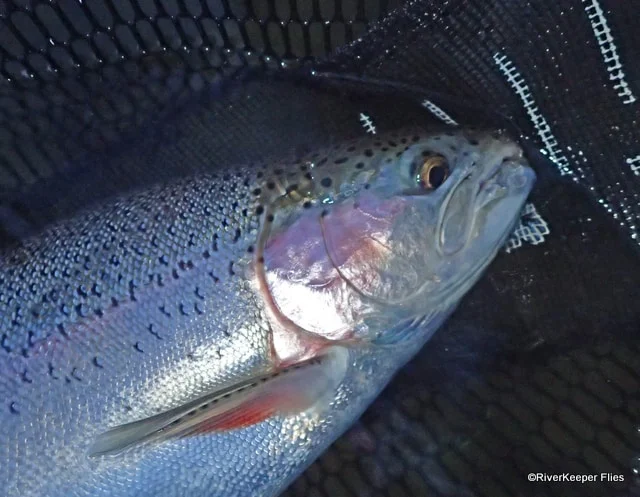 Upper Columbia Rainbow | www.johnkreft.com