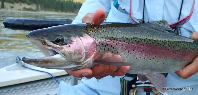 Upper Columbia River Rainbow | www.johnkreft.com