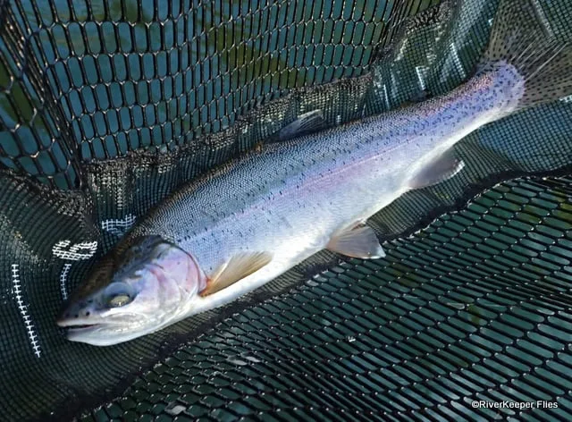 Upper Columbia River Rainbow | www.johnkreft.com