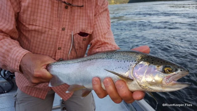 Upper Columbia River Rainbow Closeup | www.johnkreft.com