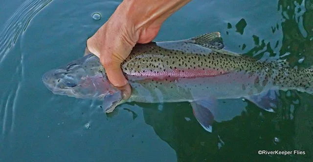 Upper Columbia River Rainbow in Water | www.johnkreft.com