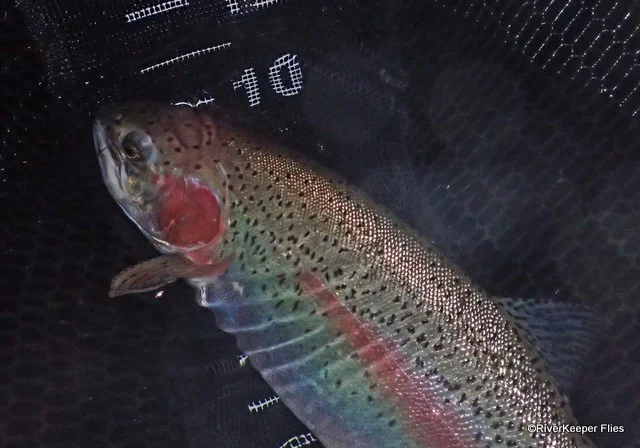 Upper Columbia River Rainbow | www.johnkreft.com