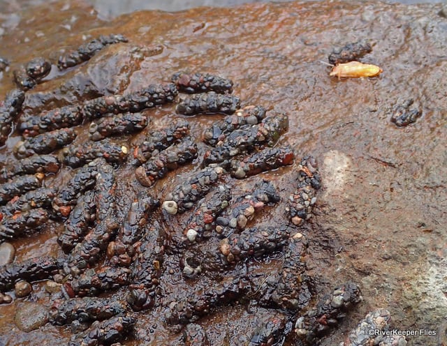 October Caddis Cases on Rock | www.johnkreft.com