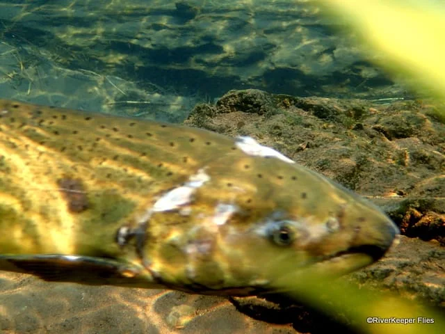 Metolius River Chinook | www.johnkreft.com