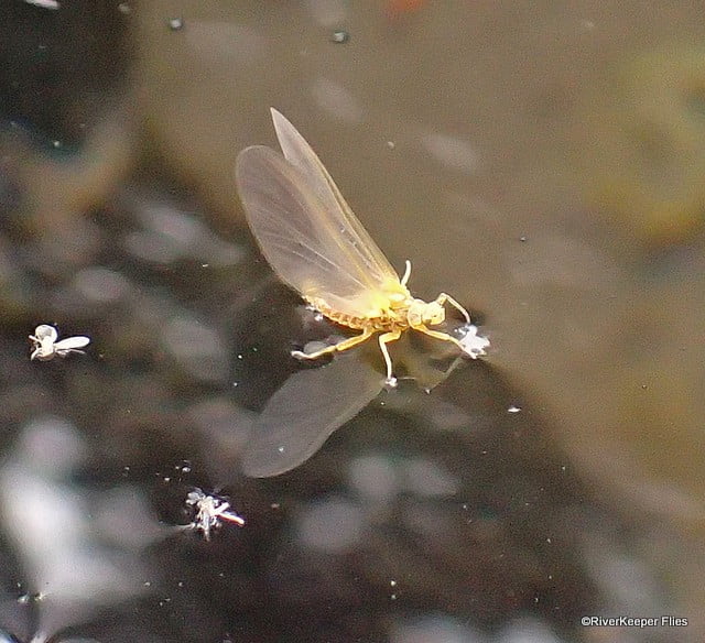 3 Basic Dry Fly Styles for Mayflies RiverKeeper Flies