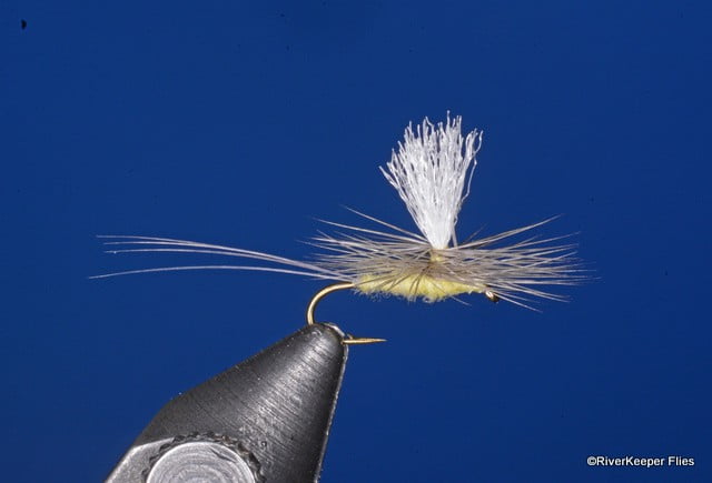 Parachute PMD Dry Fly | www.johnkreft.com