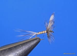 Dan Bailey’s Mosquito