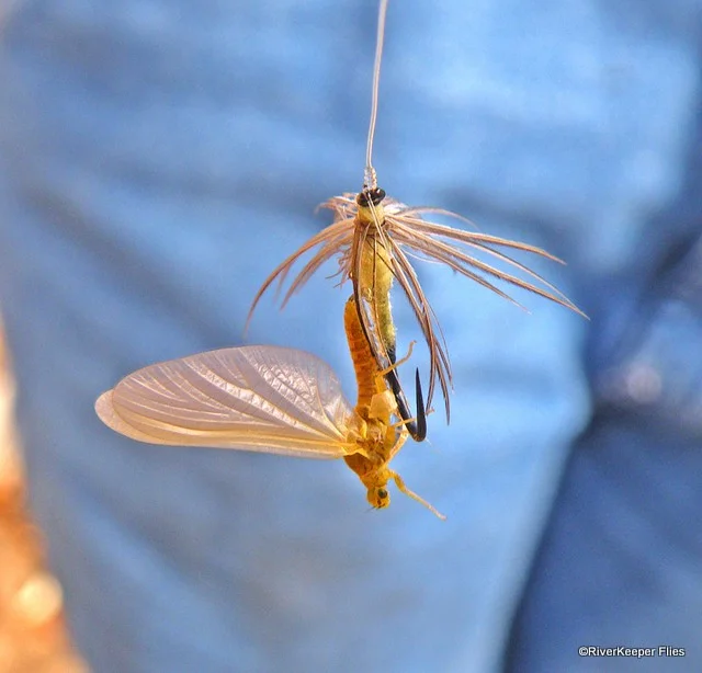 PMD with RK Soft Hackle Cripple | www.johnkreft.com