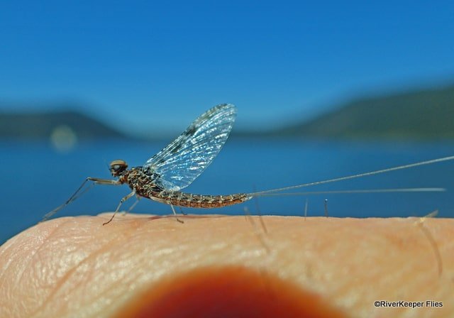 East Lake Callibaetis Spinner | www.johnkreft.com