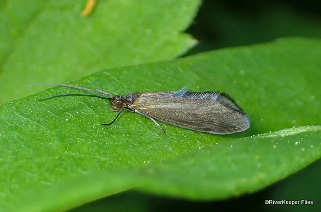 Caddisfly | www.johnkreft.com