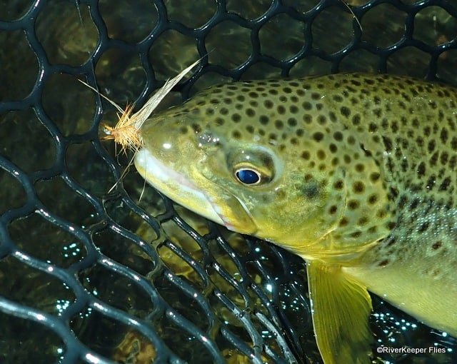 Madison River Brown Trout with Clark's Lady Stone | www.johnkreft.com