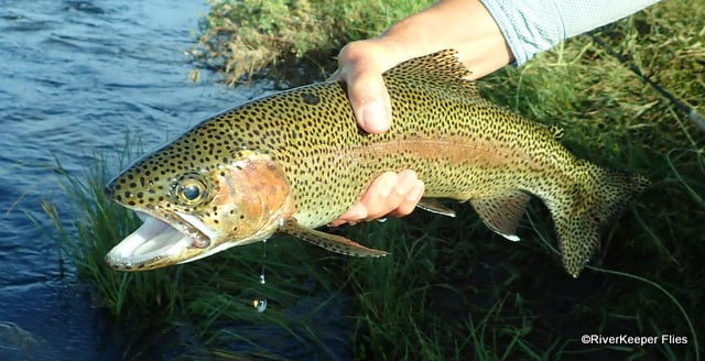 Madison River Rainbow Trout | www.johnkreft.com
