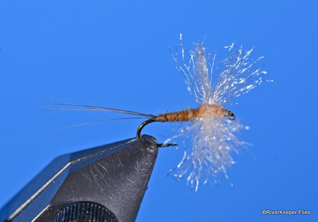 Epeorus Spinner | www.johnkreft.com