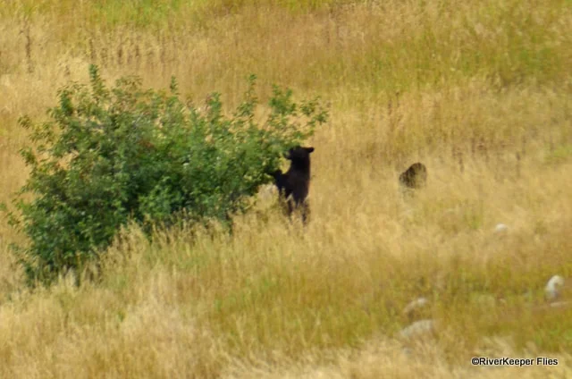 Momma Bear Eating Apples | www.johnkreft.com