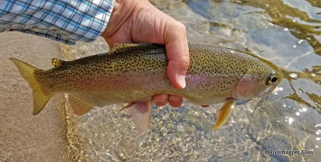 Clark Fork Rainbow | www.johnkreft.com