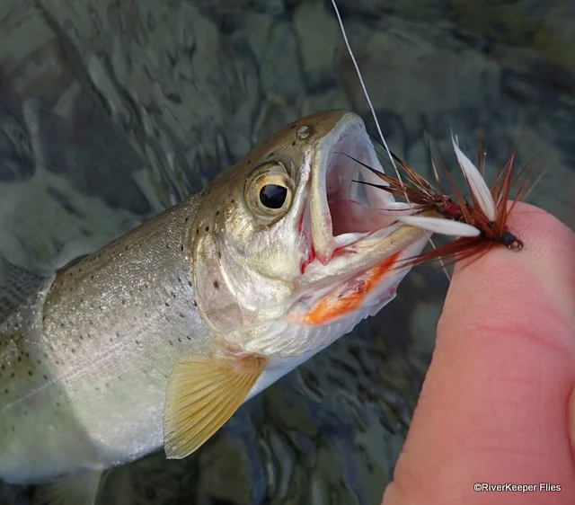 Cutbow with Royal Wulff | www.johnkreft.com