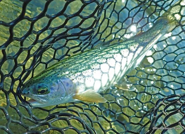 Kootenai River Rainbow | www.johnkreft.com