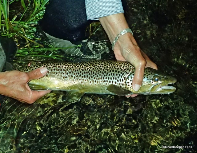 Late Evening Brown Trout from Madison River | www.johnkreft.com