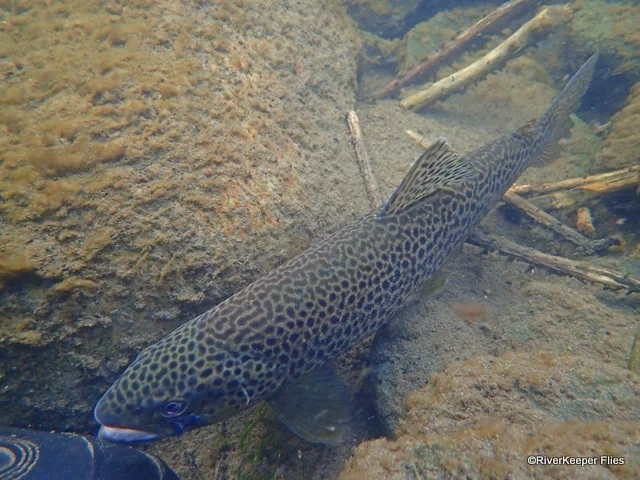 Madison River Brown Trout After Release | www.johnkreft.com