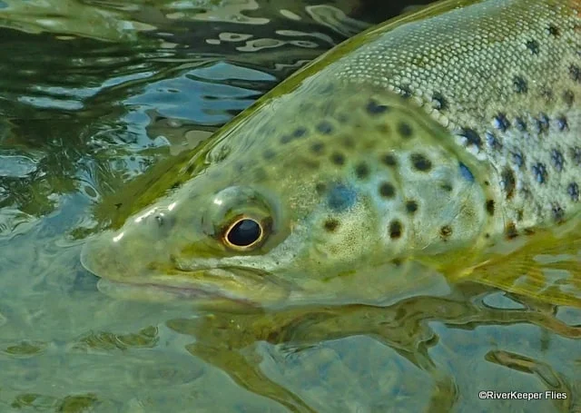 Madison River Brown Trout - Head Shot | www.johnkreft.com