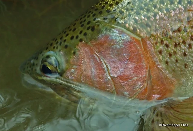 Madison River Cheeks | www.johnkreft.com