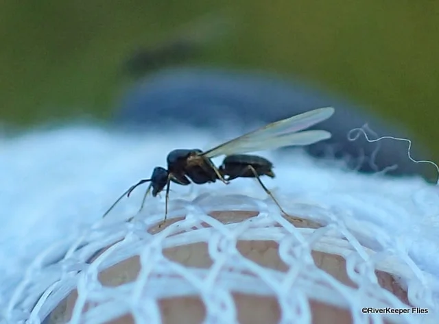 Madison River Midge | www.johnkreft.com
