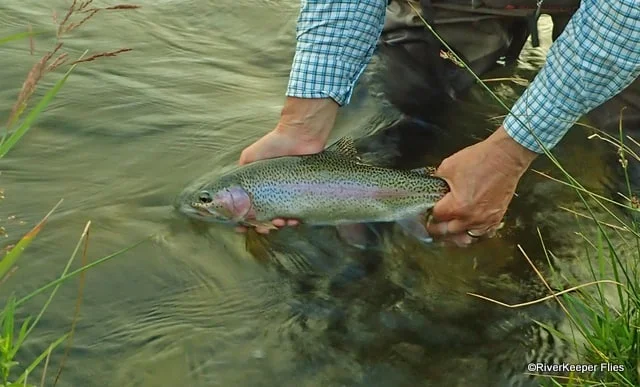 Madison River Rainbow Trout | www.johnkreft.com