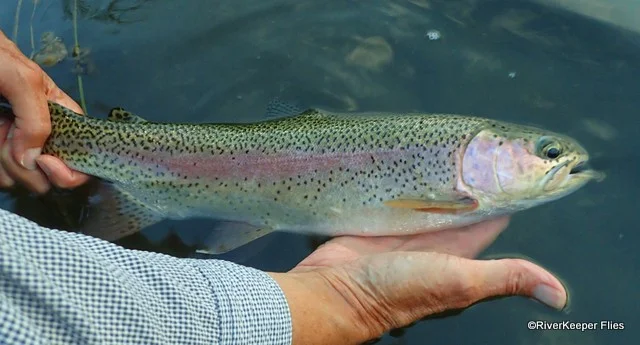 Madison River Rainbow Trout | www.johnkreft.com