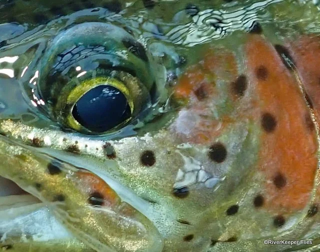 Rainbow Trout Eye | www.johnkreft.com