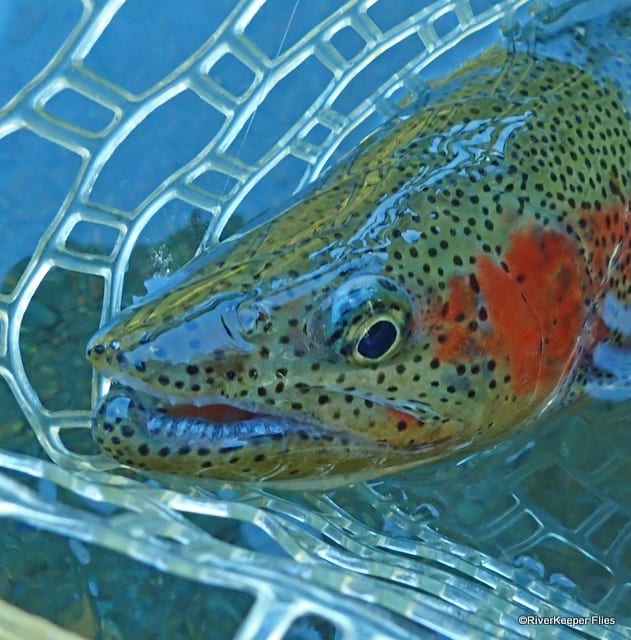 Metolius River Rainbow Trout | www.johnkreft.com