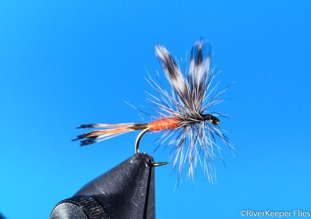 St Joe Special showing wings | www.johnkreft.com