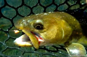 Bull Trout with Perdigon Nymph | www.johnkreft.com