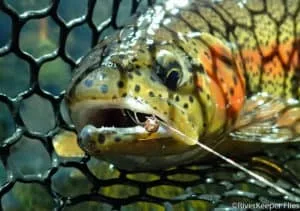 Rainbow with Pheasant Tail Perdigon | www.johnkreft.com