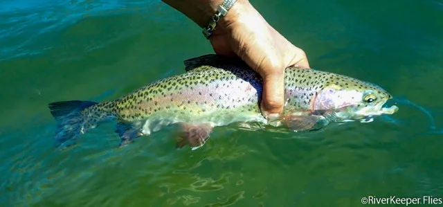 East Lake Rainbow - Karen | www.johnkreft.com