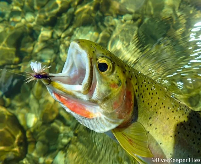 Kelly Creek Cutthroat with Purple Haze | www.johnkreft.com