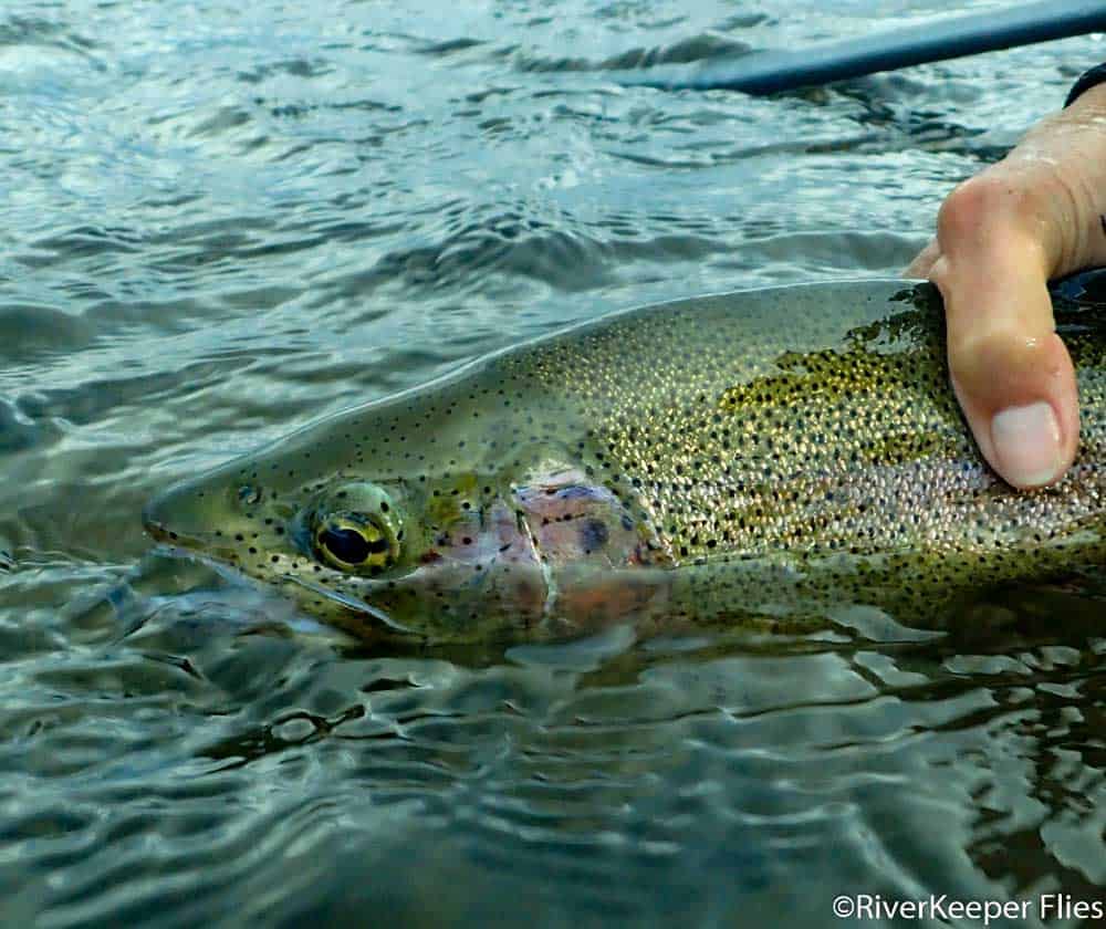 Rainbow Trout on Madison River | www.johnkreft.com