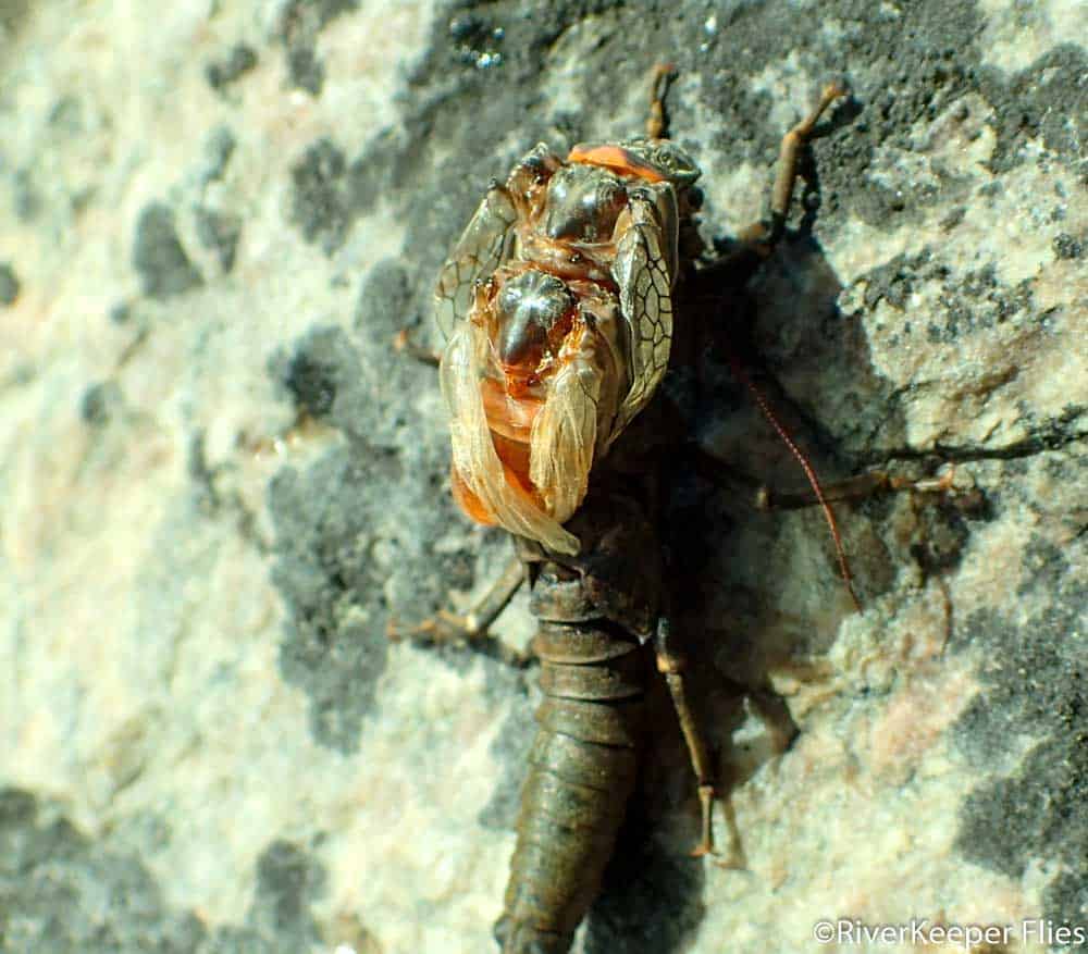 Salmonfly Hatching on Madison River | www.johnkreft.com