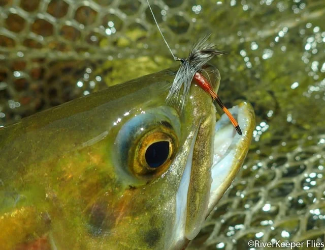 St Joe Special and NF Clearwater Cutthroat - www.johnkreft.com