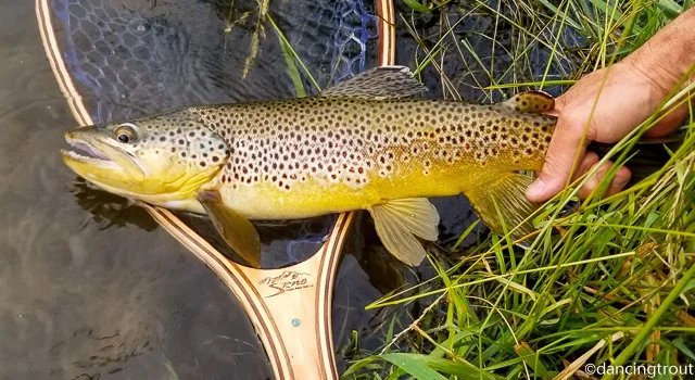 Beaverhead Brown Trout and Snake River Company Net