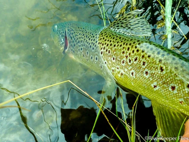 Beaverhead Brown in Water | www.johnkreft.com