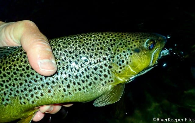 Late Night Brown Trout from Madison | www.johnkreft.com