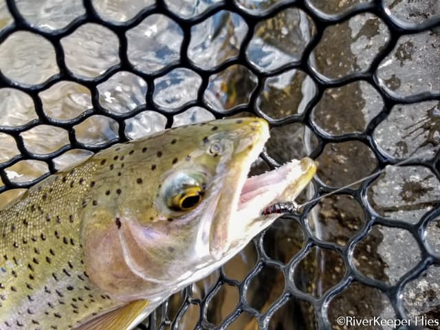 NF Shoshone Rainbow with NF Special Nymph | www.johnkreft.com