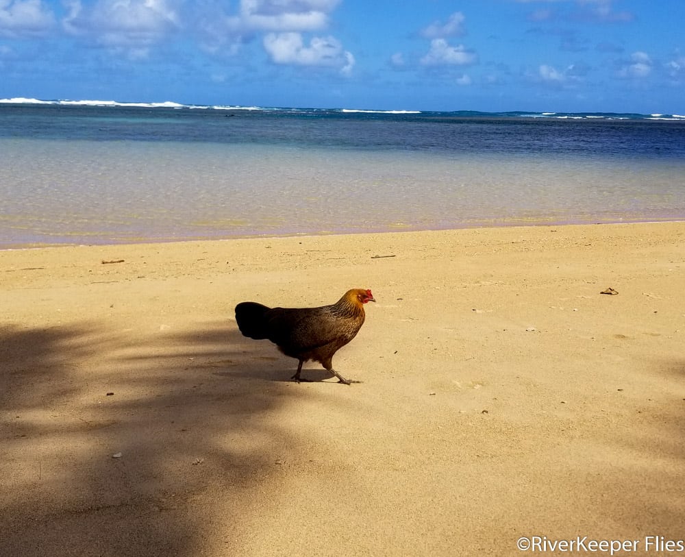 Chicken on Kauai Beach | www.johnkreft.com