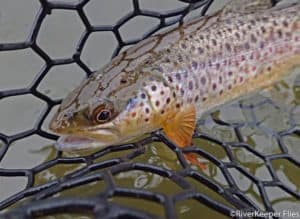 Are You Ready for March Brown Mayflies?
