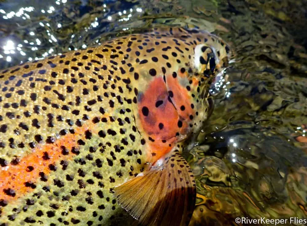 Metolius Rainbow Trout | www.johnkreft.com
