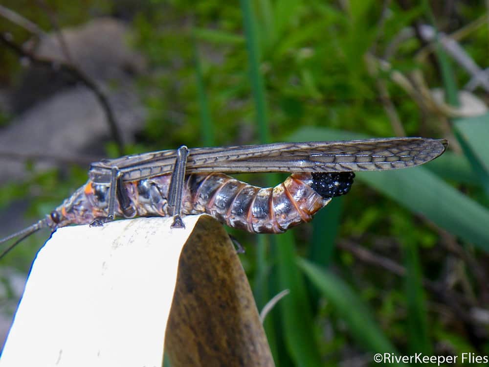 Female Salmonfly with Egg Sac | www.johnkreft.com