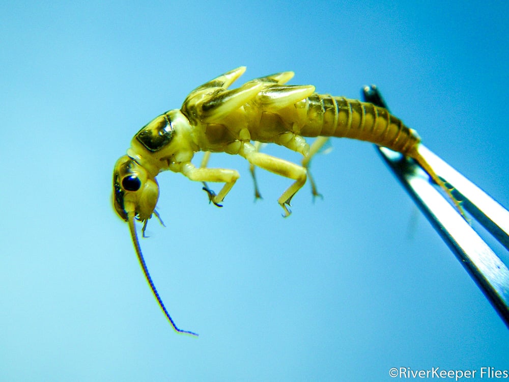 Golden Stone Nymph | www.johnkreft.com