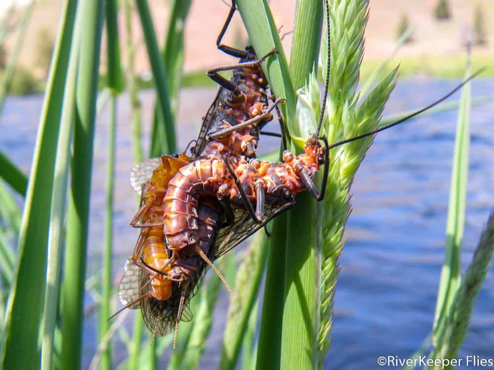 Golden Stoneflies on Deschutes River | www.johnkreft.com